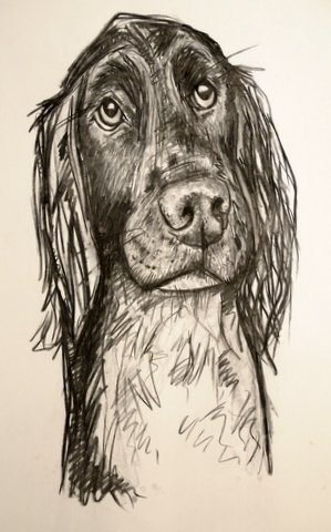 Dog portrait