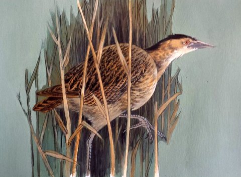 Bittern