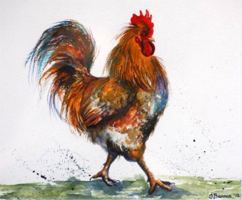 'Major' - A Study Of A Cockerel