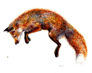 Jumping Fox