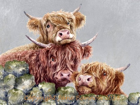 Highland Cows