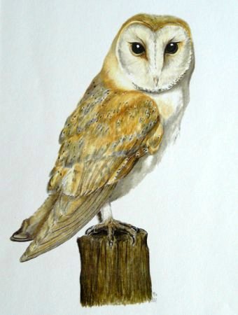 Barn Owl