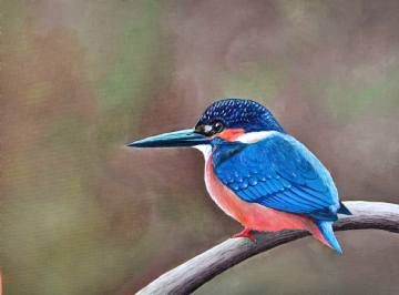 Kingfisher