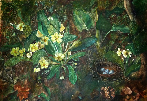 Primroses