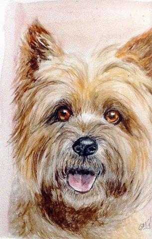 Cairn Terrier