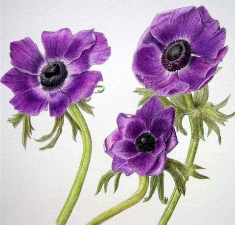 Anemones