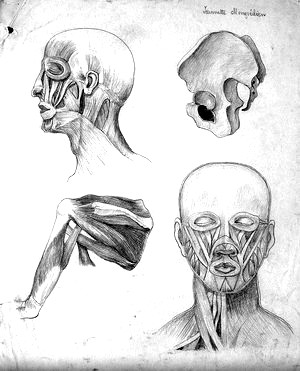 Muscles of the Head, Face and Shoulder
