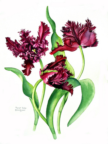 Purple Parrot Tulips