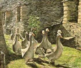 A Gaggle of Geese