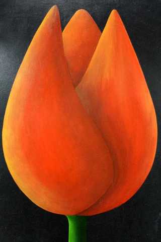 A Tulip