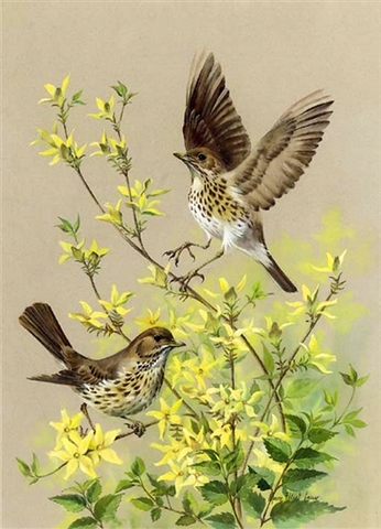 Mistle Thrush on Honeysuckle