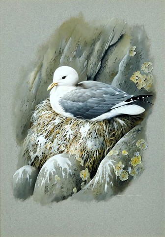 Kittiwake