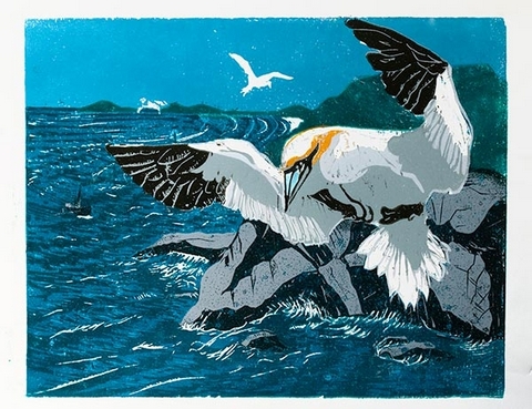 Gannet