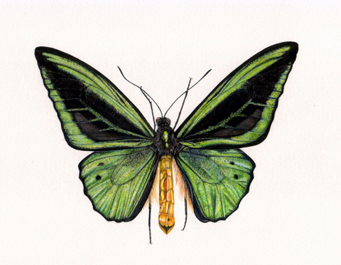 Birdwing Butterfly: Ornithoptera priamus,