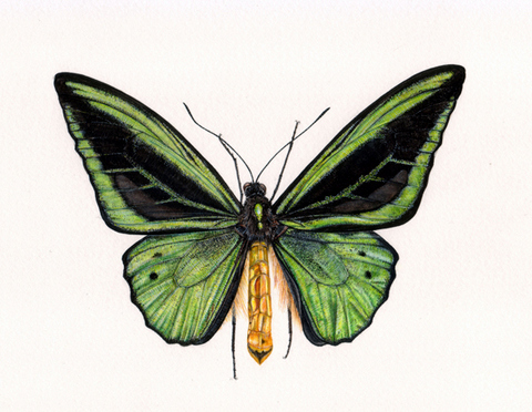 Birdwing Butterfly: Ornithoptera priamus,