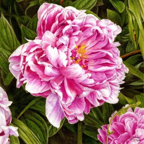 Paeony - 'Sir Alexander Fleming'