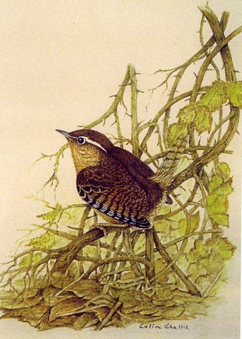 Wren