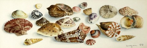 Still Life of Seashells