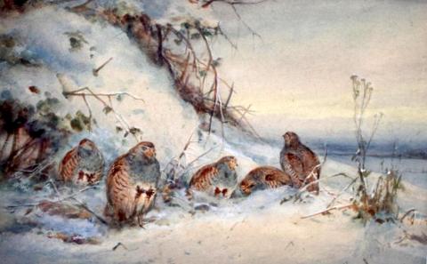 Grouse in a Winter Landscape