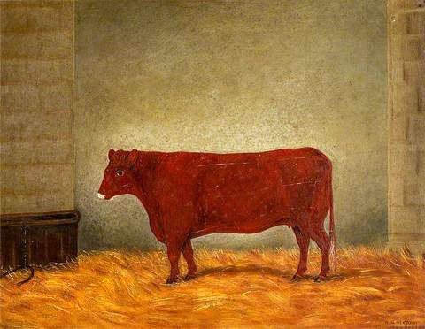 A Red Poll Cow