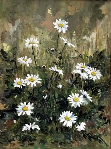 Ox-Eye Daisies