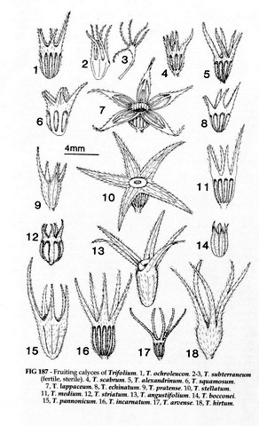 New Flora of the British Isles