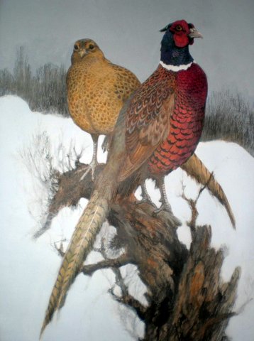 Pheasants in Winter