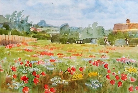 Poppies