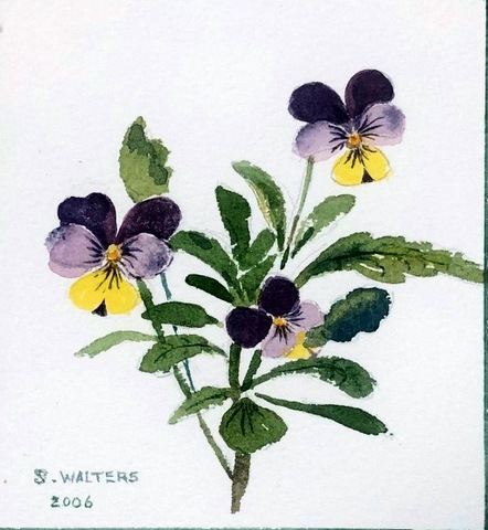 Pansies