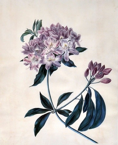 Rhododendron