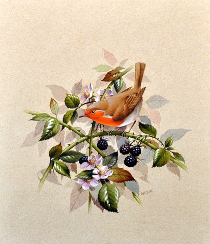 Study of a Robin Redbreast on a Blackberry Bush