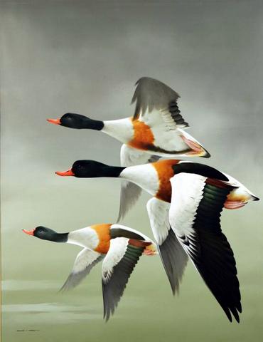 Shelduck