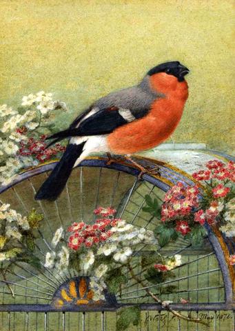 Bullfinch