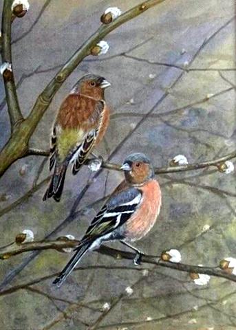 Chaffinches