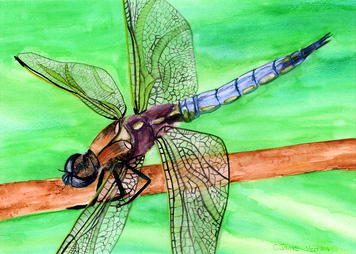 Dragonfly