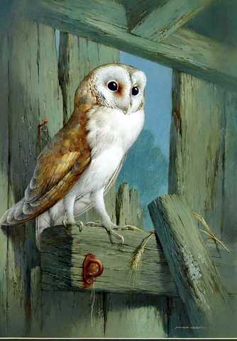 A Barn Owl