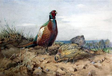 Pheasants