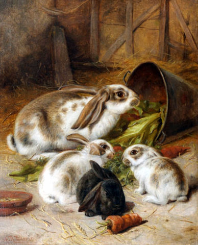 Rabbits Feeding