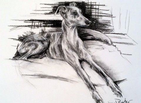 Brindle Whippet