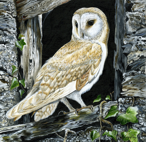 Barn Owl