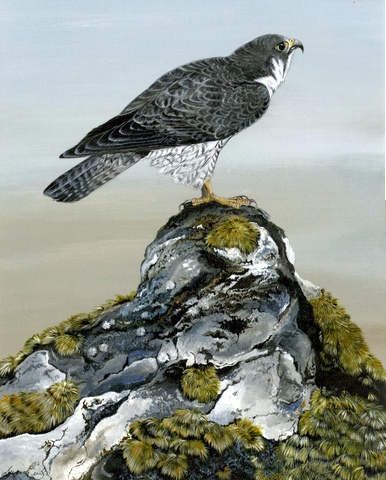 Peregrine Falcon