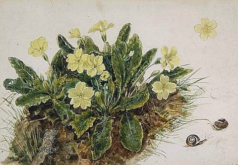 Primroses on a Bank