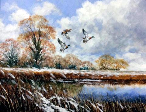 Winter Mallards in Flight