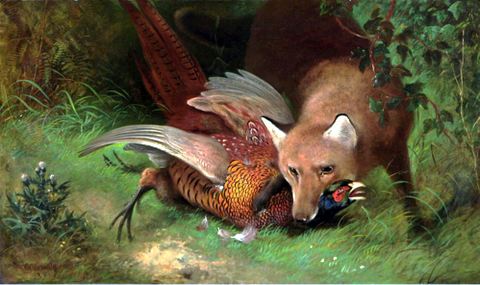 Fox and the Pheasant