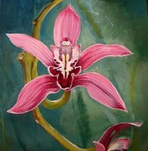 Mermaid Orchid