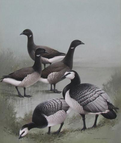 Barnacle Geese and Brentgeese