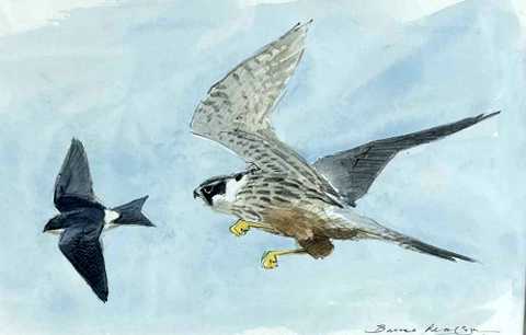The Chase