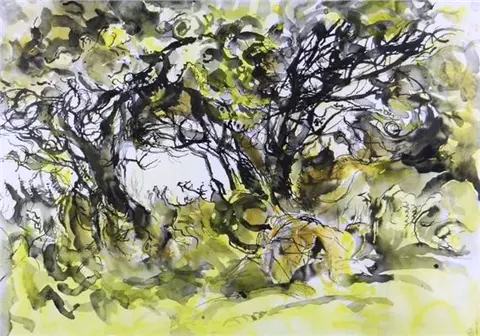 Pembrokeshire Thorn Trees