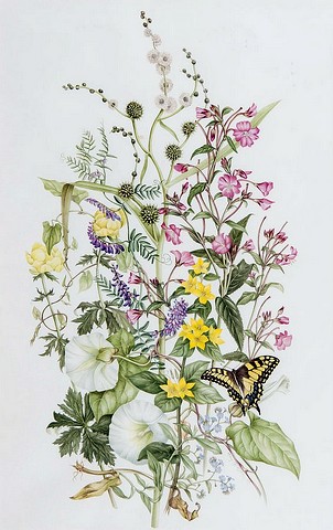 Flower Study with Butterfly