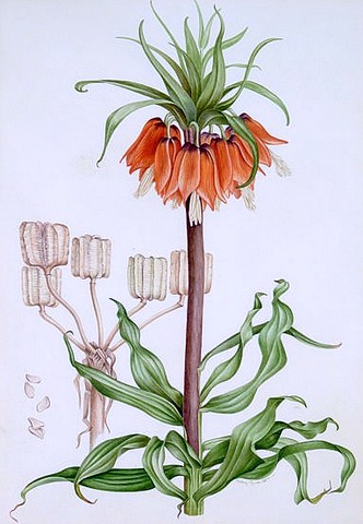 Crown Imperial